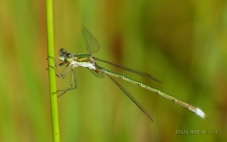 Small Spreadwing (Male, Lestes virens)